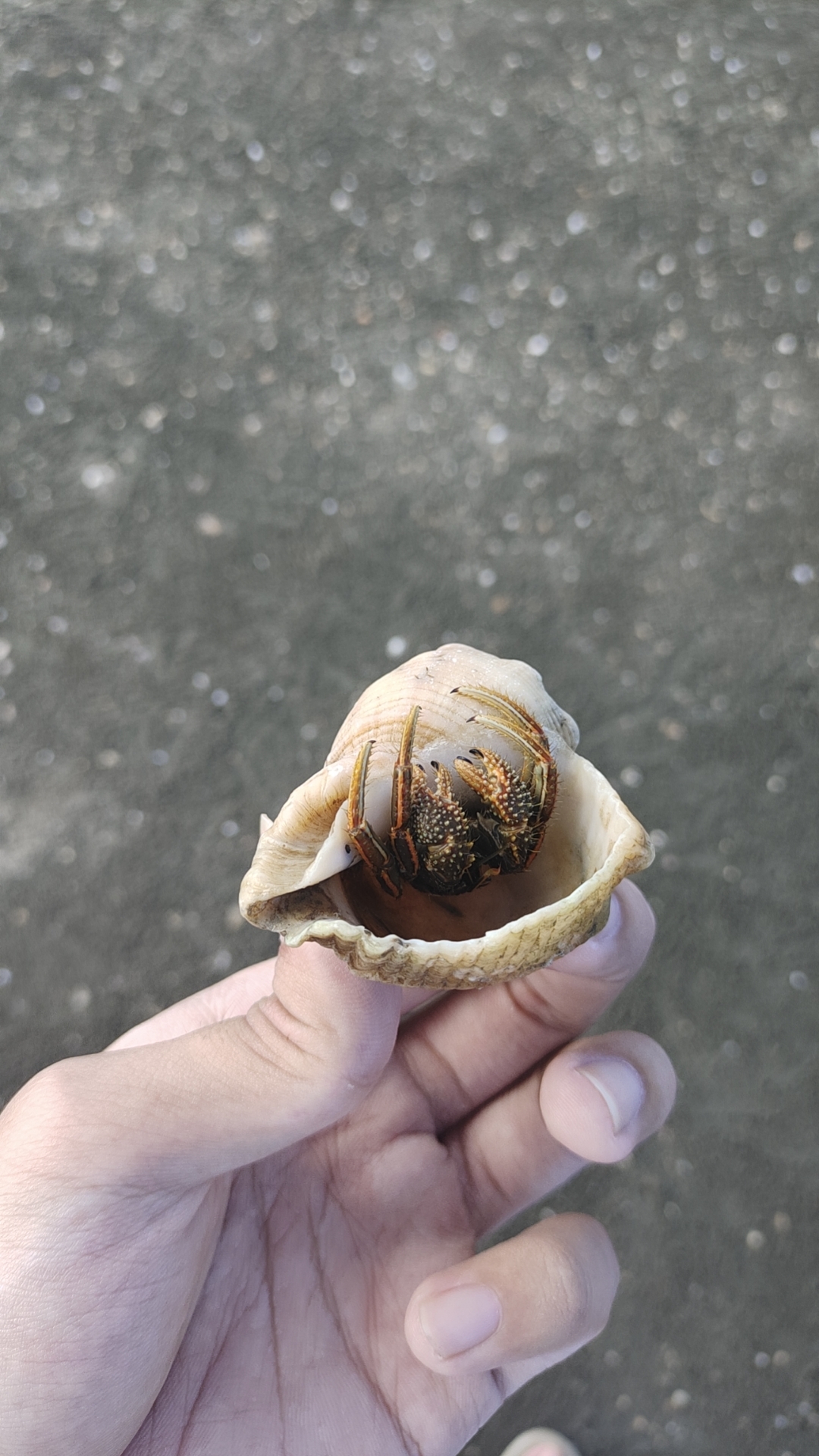 存活下来的寄居蟹